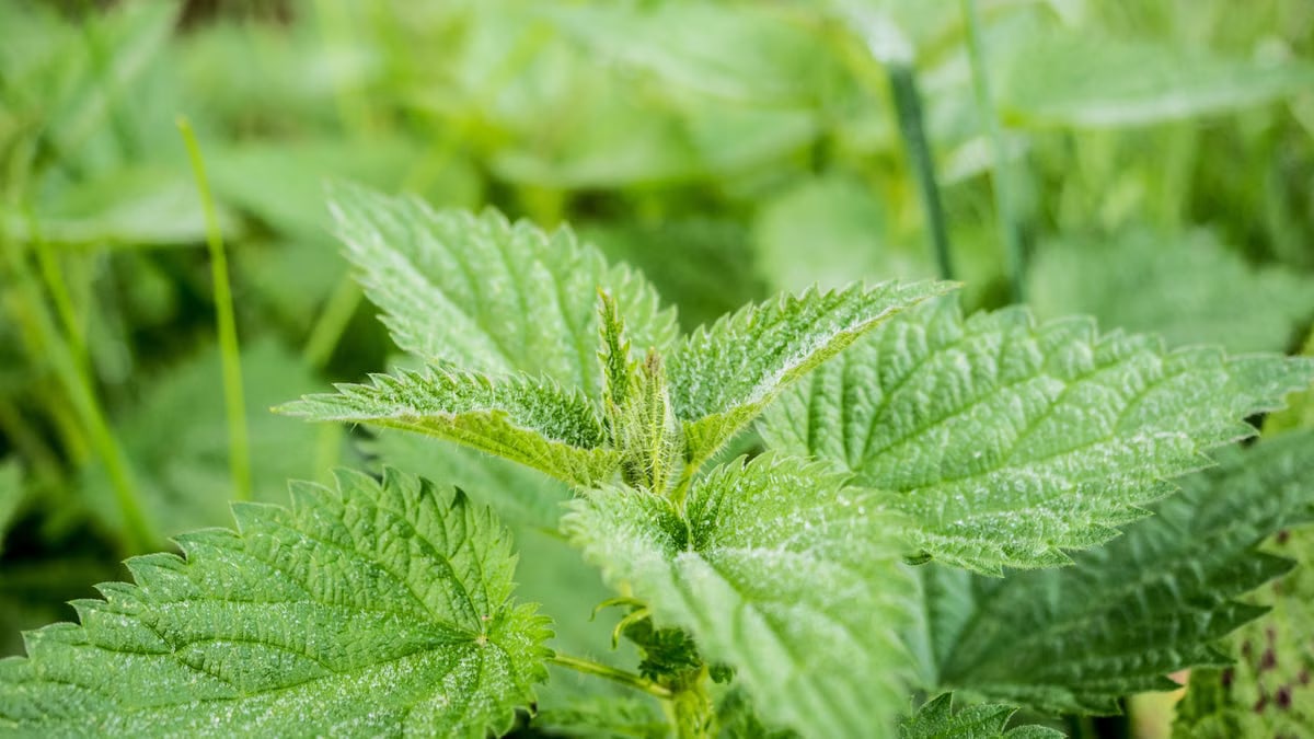 Detailed image of fresh green stinging nettle leaves with fine texture in natural light.